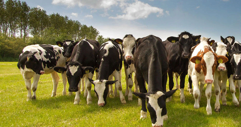 перевозка живых животных